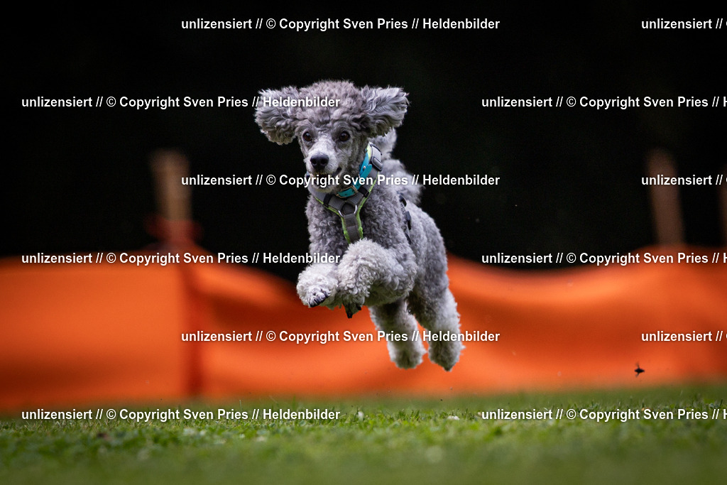 Sven Pries | 19. Allgemeines Hunderennen Karlsruhe Durlach - Realisiert mit Pictrs.com