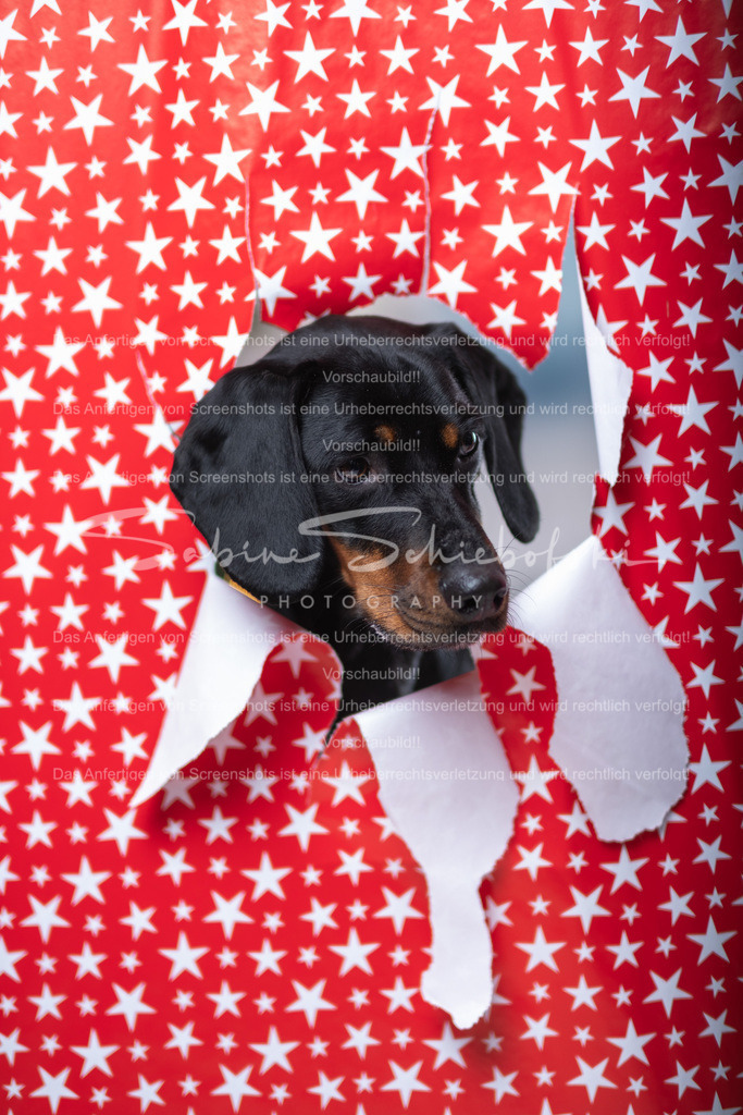 DSCF4398 | People- und Tierfotografie, Imageaufnahmen, Veranstaltungsfotografie und Wandbilder aus der Natur ★ Made in Germany ✔️ Druck + Downloads ✔️ Naturfotografie in Top Qualität ★ schneller Versand, weltweite Lieferung! - Realisiert mit Pictrs.com