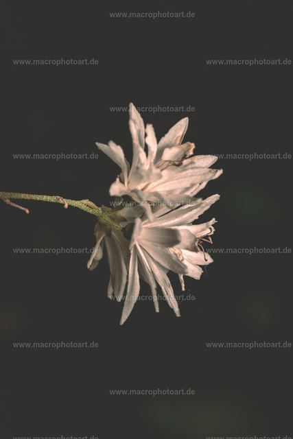 Akelei | Akelei Blüte in einer Moody Stimmung - Realisiert mit Pictrs.com
