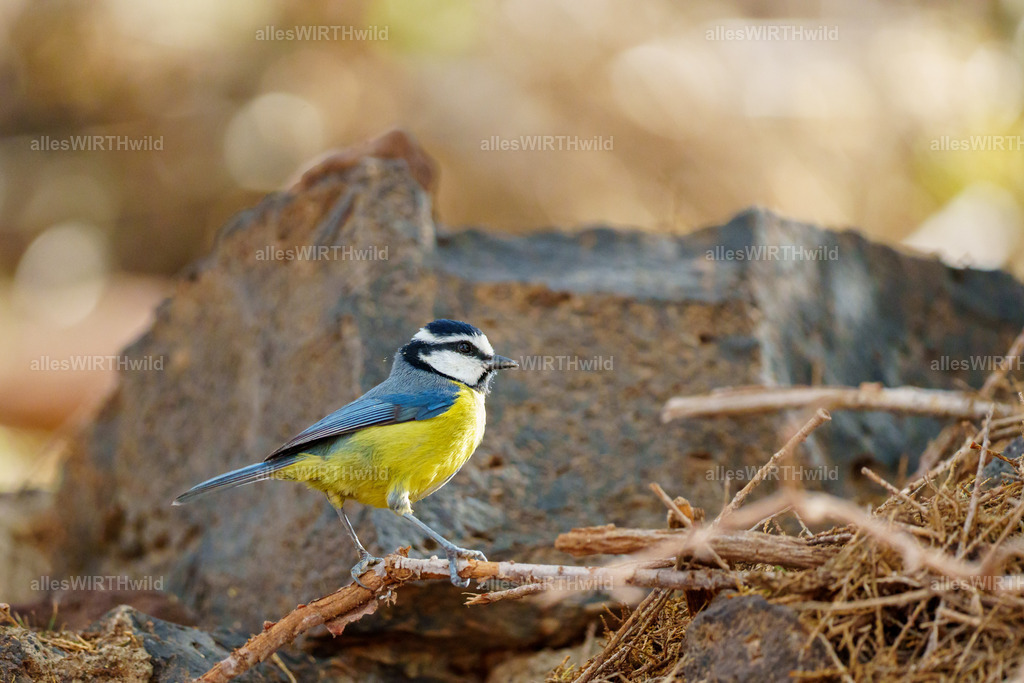 allesWIRTHgut Tierfotografie - allesWIRTHgut.de - 7IV08150 | Entdecke die faszinierende Welt der Natur- und Wildlife-Fotografie von Daniel und Bärbel. Inspirierende Bilder von wilden Tieren und kleinen Naturwundern.
