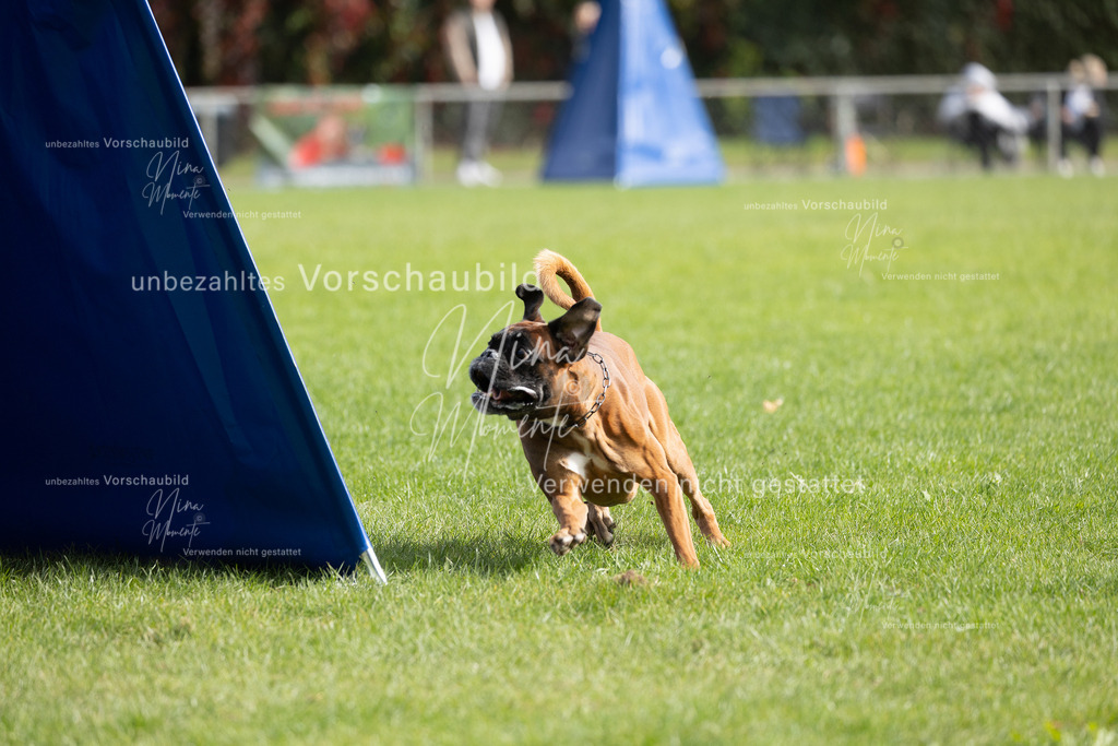 _16A7015 | Einzigartige Fotos von Hunden & Menschen –Actionfotos, Portraits, Vereinsaufnahmen & Paarshootings – authentisch, lebendig & mit Herz.