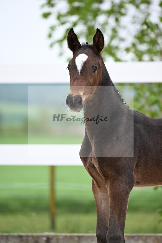 Kat-Nr. 20 SF Stakkato Cornet x Candillo_Haefele_23260780 | hf-fotografie - Realisiert mit Pictrs.com