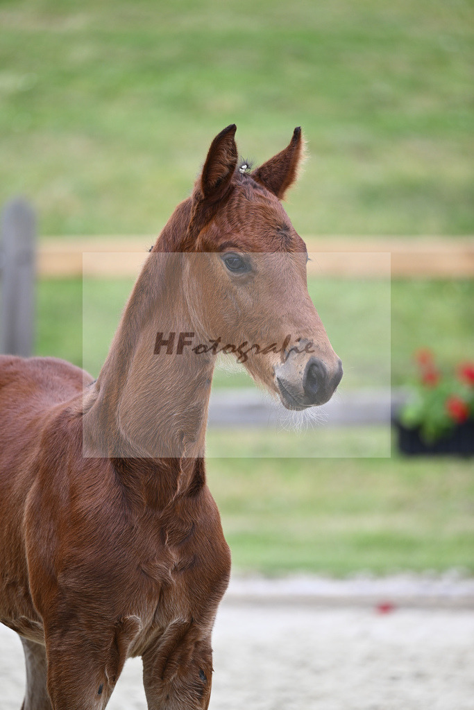 Kat-Nr. 30 HF Van Gogh_Sanladerer_17230658 | hf-fotografie - Realizzato con Pictrs.com