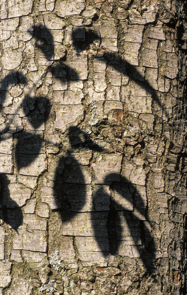 Schatten auf Baumrinde | Austria - December 09, 2009: Schatten auf Baumrinde. - Realisiert mit Pictrs.com