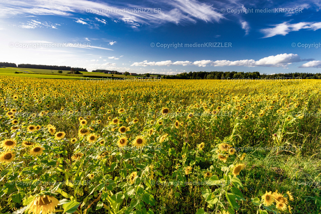 _J3A9944 | medienkrizzler - Realisiert mit Pictrs.com