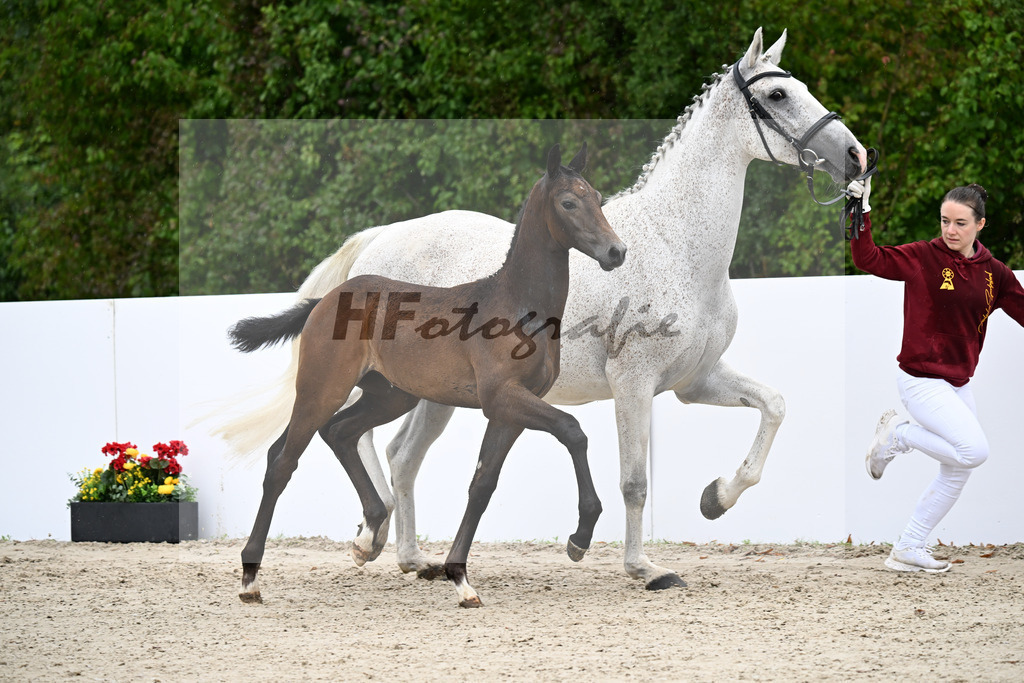 Continental Blue x Armstrong v d Kapel_SF_Fuchs_23250348 | hf-fotografie - Realizzato con Pictrs.com