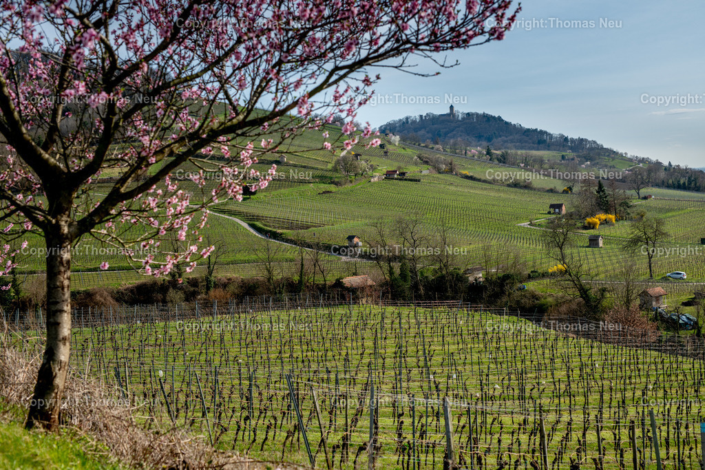 Mandelbluete-Bergstrasse-Weinberge-Fruehling-hessische-bergstrasse-Bensheim-Heppenheim-Fotografie-Thomas_neu-4790 | Die Mandelblüte an der Hessischen Bergstraße gehört zu den schönsten Frühlingsmomenten der Region. Ein blühender Mandelbaum steht oberhalb der Weinberge zwischen Bensheim und Heppenheim und bietet einen weiten Blick über die Rebenlandschaft.  Die Kombination aus blühenden Mandelbäumen, Weinbergen und der sanften Landschaft der Bergstraße macht diese Szene zu einem typischen Motiv des Frühlings in Südhessen.,Bild: Thomas Neu