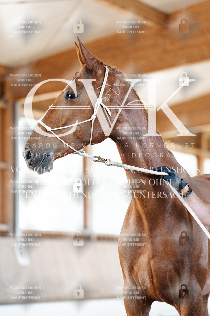 CK905876 | Turnierfotografie Pferdefotografie Trier Rheinland-Pfalz Pferdesport Reitsport Tierfotografie Sportfotografie Pferdevideo Pferdevideografie Equestrianvideography equestrianphotography  - Realisiert mit Pictrs.com