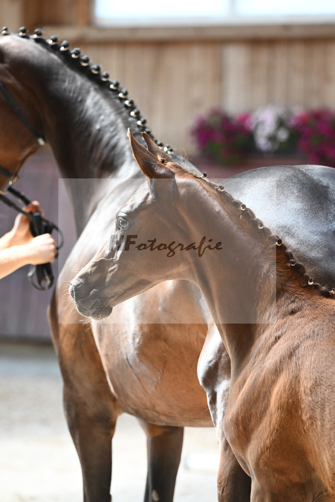 Kat-Nr. 13 SF Bon Coeur x Mochito_Zunterer_32240503 | hf-fotografie - Realisiert mit Pictrs.com