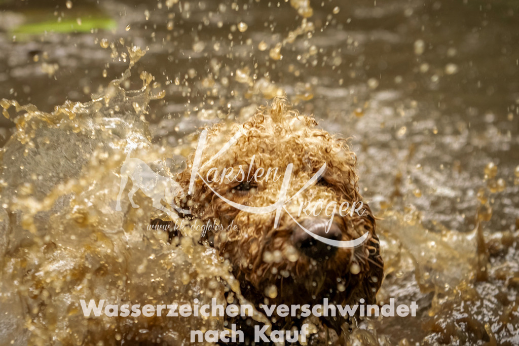 1218_ZZ93771-Bearbeitet | kk-dogfotos