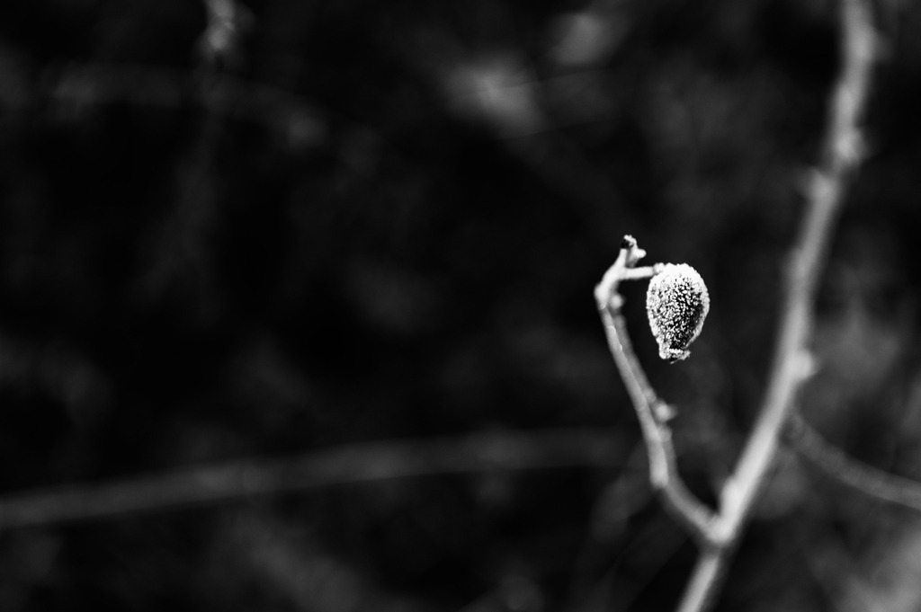 2022_12_17_HETLINGER-SCHANZE_MCP6279 sw | Hochwertig gedruckte Fotografien für die Wand, als Kalender und zum Verschenken. Hamburg & Norddeutschland und überall wo ich mit der Kamera unterwegs war.