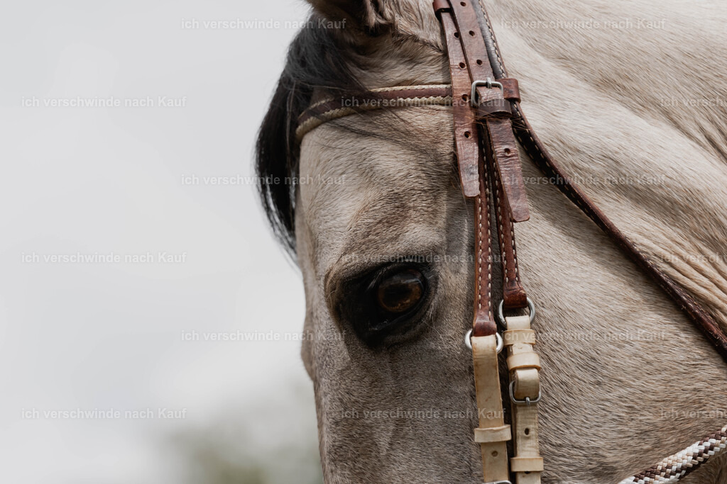 Showprogramm-200 | working equitationturnier fotograf videograf stoibphotography marixx film working equitation deutschland reitsport turnierfotografie eventfotografie equestrian events