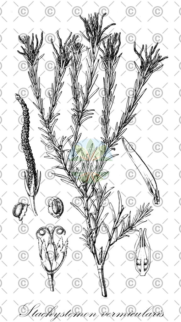 HistAbb_wfo-0000747135_1_ENZY_Simple | Historische Abbildung von Stachystemon vermicularis - Picrodendraceae | Historical Illustration of Stachystemon vermicularis - Picrodendraceae