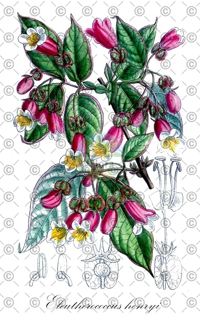 HistAbb_wfo-0000865821_1_ENZY_Simple | Historische Abbildung von Eleutherococcus henryi - Araliaceae | Historical Illustration of Eleutherococcus henryi - Araliaceae