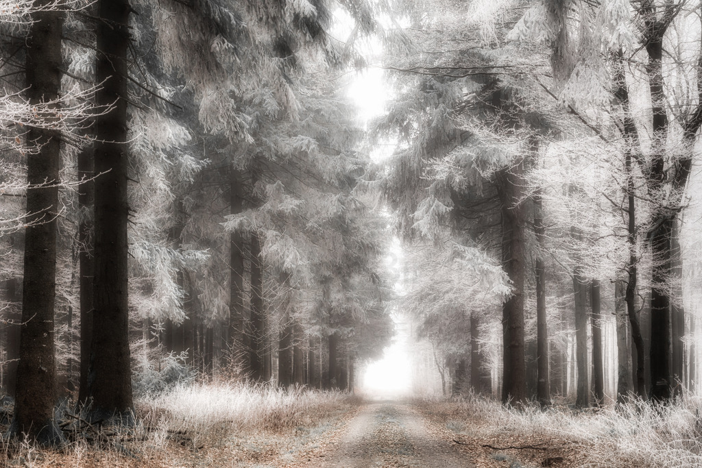 Frozen | Art by Birgit Fotografie - Realisiert mit Pictrs.com