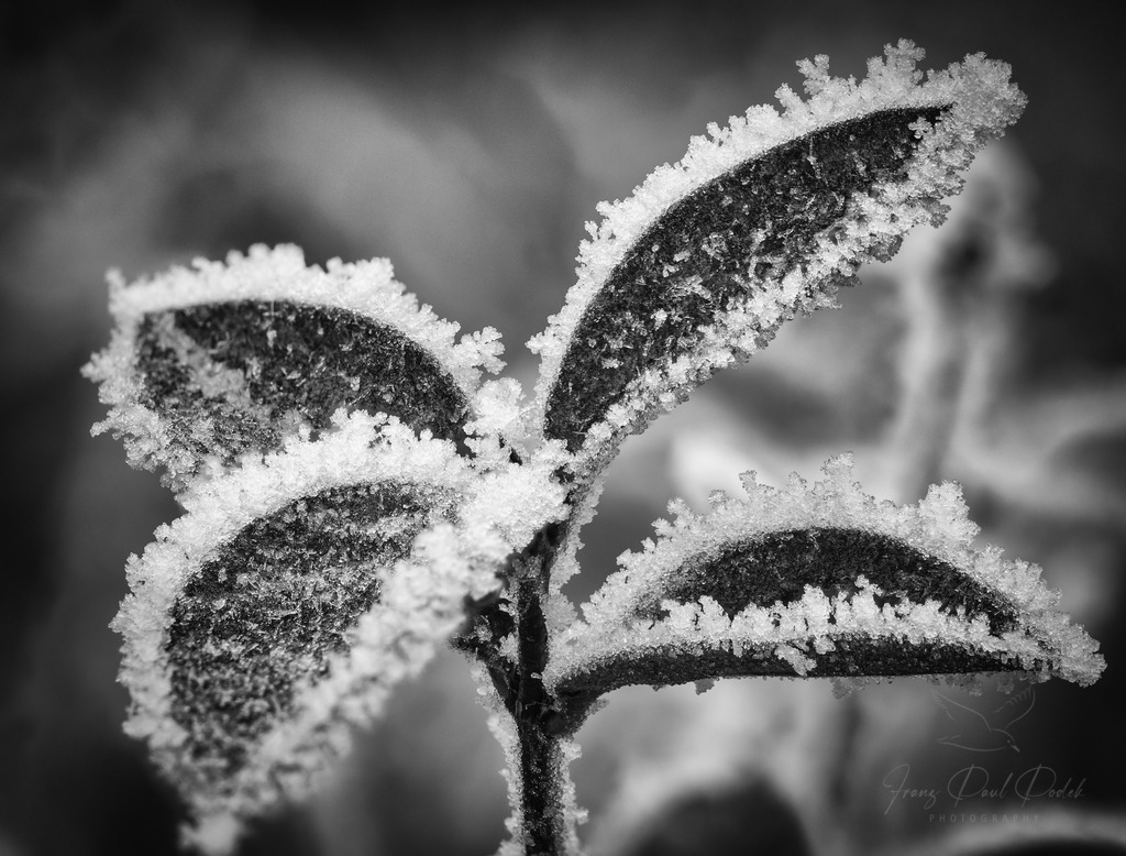 2024-12-31_15_04_21_2025-01-01_11-14-54-Bearbeitet | Franz Podek