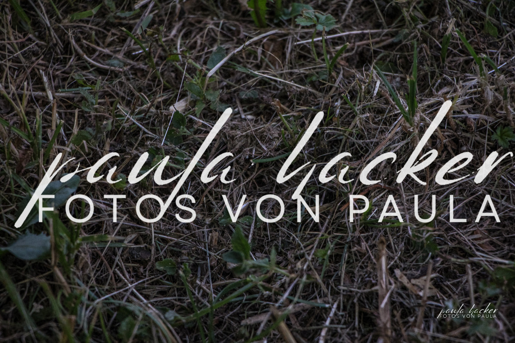 IMG_0405 | Erleben Sie dynamische Sport- und emotionale Tierfotografie in Süddeutschland mit Fotos von Paula. Spezialisiert auf Pferde- und Hundefotografie sowie Sportevents. Kontaktieren Sie mich für einzigartige und ausdrucksstarke Bilder Ihrer besonderen Momente.