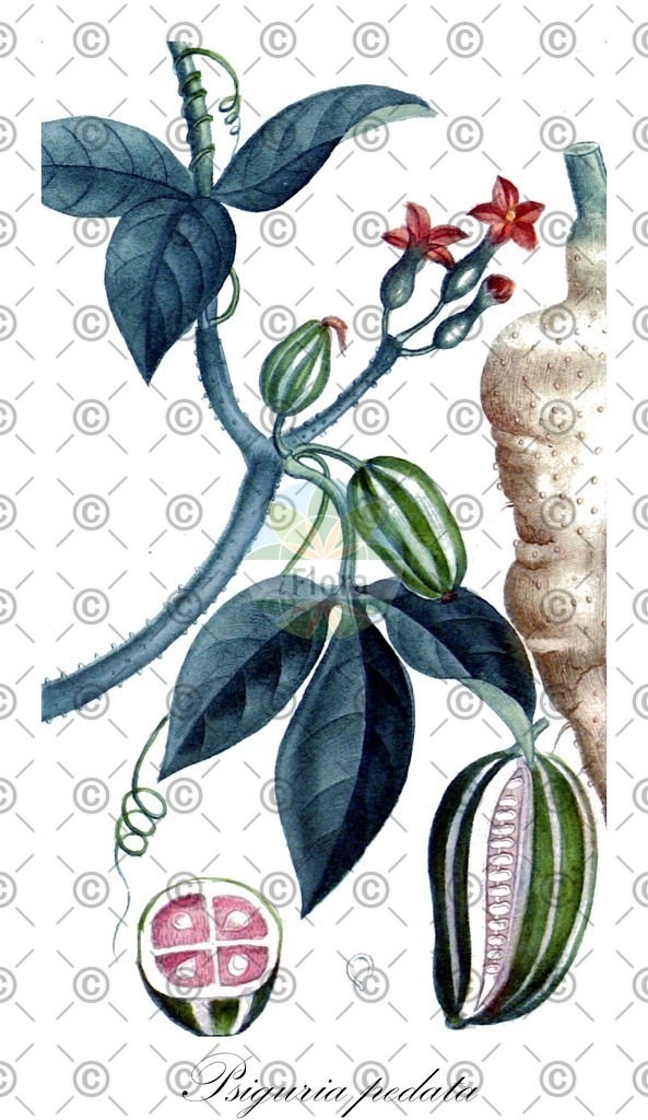 HistAbb_wfo-0000284718_1_ENZY_Simple | Historische Abbildung von Psiguria pedata - Cucurbitaceae | Historical Illustration of Psiguria pedata - Cucurbitaceae