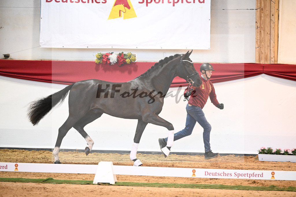 Kat-Nr. 49 Springbank II VH x Dante Weltino_Winklmaier_43232040 | hf-fotografie - Realisiert mit Pictrs.com