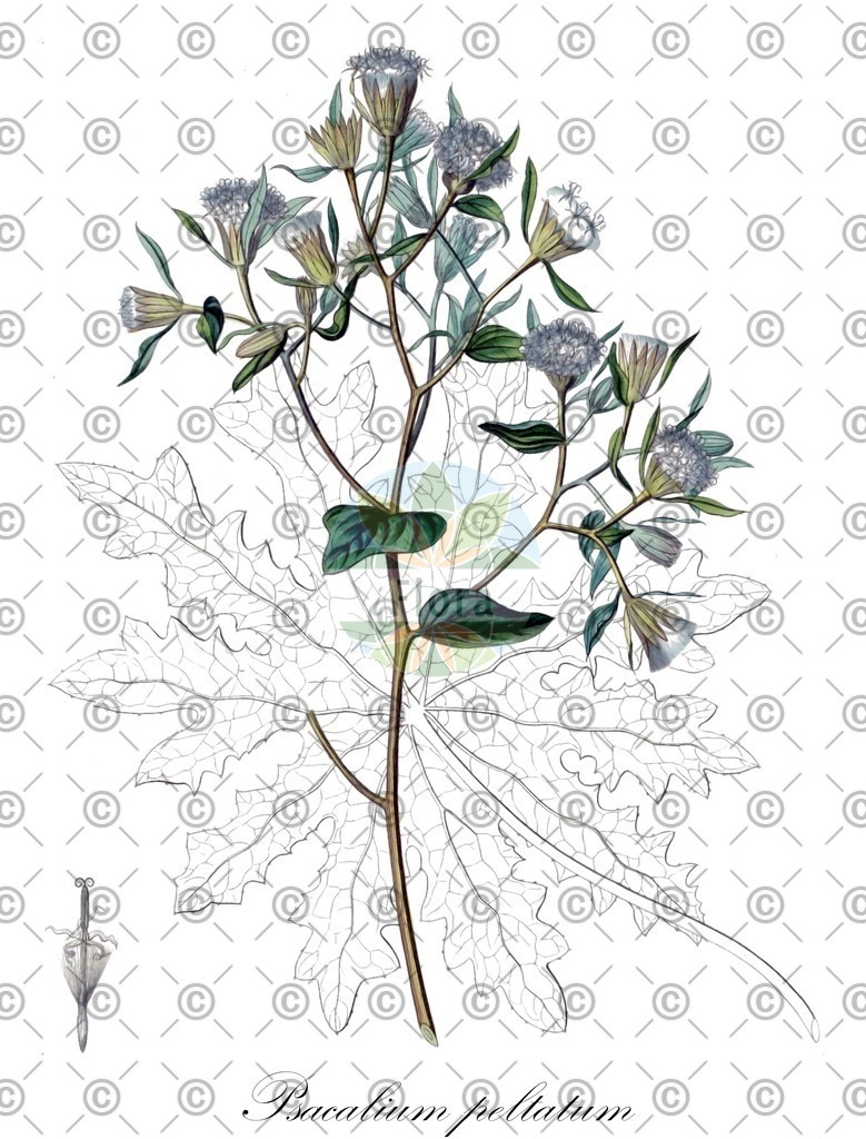 HistAbb_wfo-0001035361_1_ENZY_Simple | Historische Abbildung von Psacalium peltatum - Asteraceae | Historical Illustration of Psacalium peltatum - Asteraceae