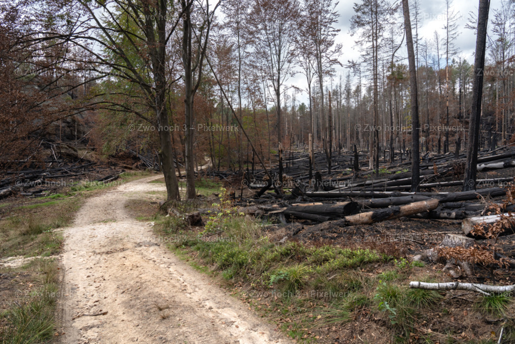 Rosssteig_Nahe_Katzenstein_Waldbrand_Waldweg_Sand | 2022-08-30_Waldbrandgebiete_1 - Realisiert mit Pictrs.com