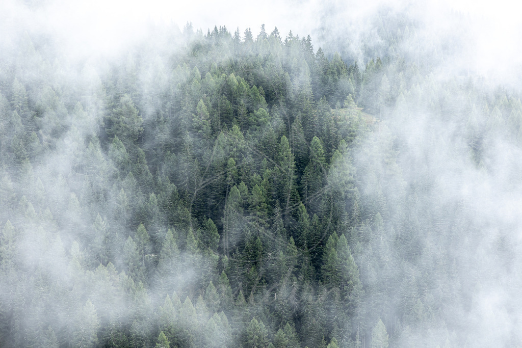 Nebelwald | Ihre Fotografin im Lungau, ihre Fotografin im Mostviertel, Wandbilder Onlineshop, Imagefotos für Ihr Unternehmen,  - Realisiert mit Pictrs.com