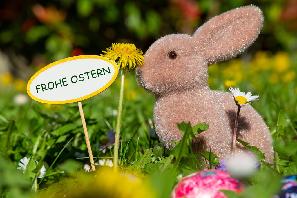 Frohe Ostern: Osterhase auf einer Blumenwiese neben einem Schild mit hinzugefügtem Text FROHE OSTERN | Frohe Ostern: Osterhase auf einer Blumenwiese neben einem Schild mit hinzugefügtem Text FROHE OSTERN - Realisiert mit Pictrs.com