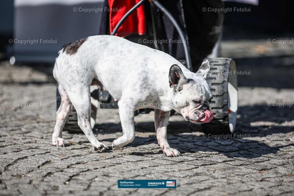 A-BINDER_20230929_0151 | Luftenberg AUSTRIA 29.Sept.23 - GOLF Sparkasse, Image shows 
Photo: Sportmediapics.com/ Manfred Binder