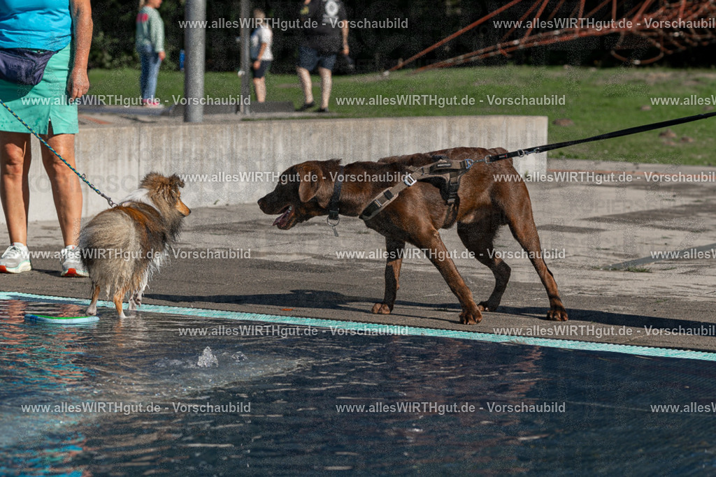 Hundeschwimmen_Volksbad_2026-allesWIRTHgut_Tierfotografie-2609061037-FAY05957 | Professionelle Tierfotografie in Mönchengladbach von Daniel Wirth (allesWIRTHgut). Liebevolle & natürliche Bilder von Hunden & Katzen für unvergessliche Erinnerungen.