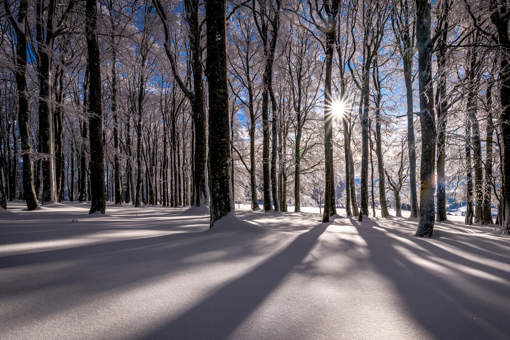 Winterwald | Winterwald auf dem Kandel im Dezember 2023 - Realisiert mit Pictrs.com