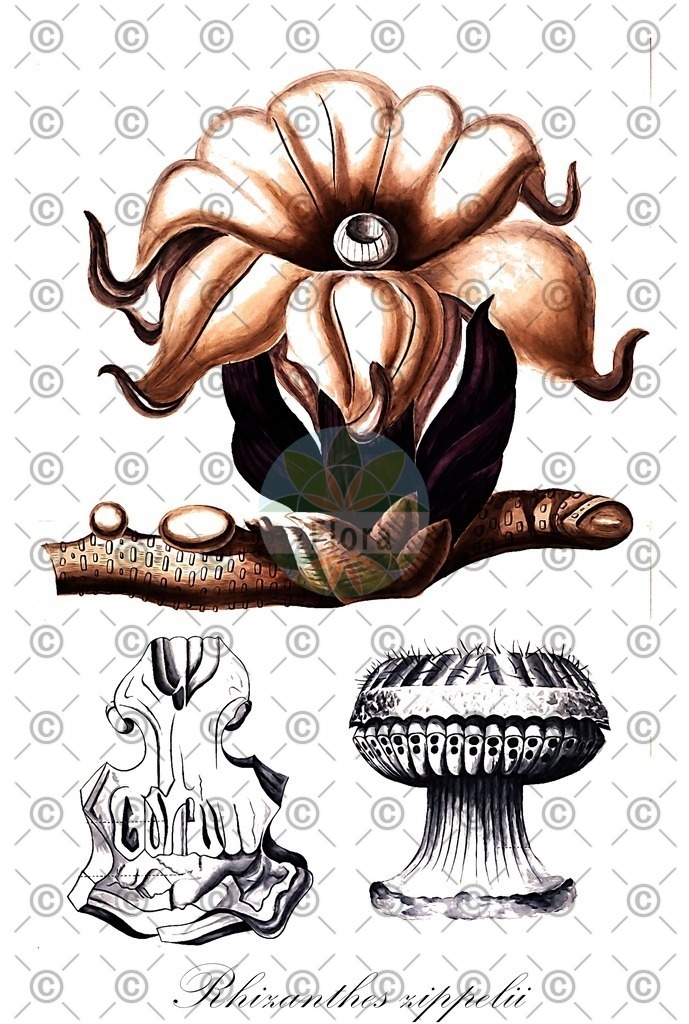 HistAbb_7PXMQ_1_ENZY_Simple | Historische Abbildung von Rhizanthes zippelii - Rafflesiaceae | Historical Illustration of Rhizanthes zippelii - Rafflesiaceae