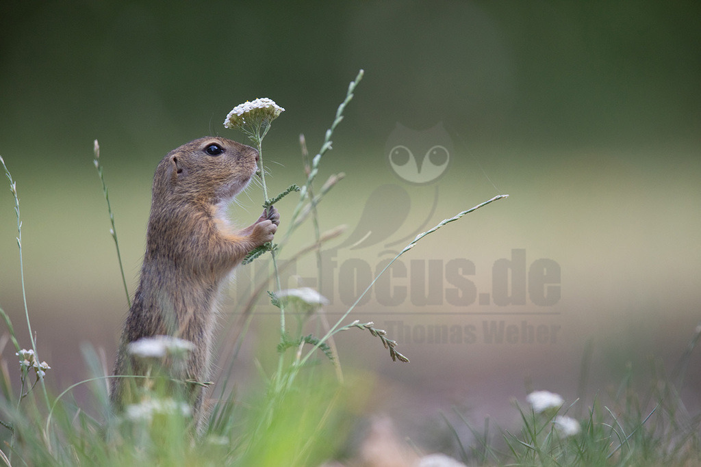 20190805114309-3 Kopie | Der, in Österreich auch das, Europäische Ziesel (Spermophilus citellus, Syn.: Citellus citellus), auch Schlichtziesel genannt, ist ein bodenbewohnendes, meist Steppengebiete und Graslandschaften besiedelndes rattengroßes Nagetier aus der Familie der Hörnchen (Sciuridae). Es kommt in den Steppen Südosteuropas von Österreich in Teilen des Balkans sowie in der Türkei vor. - Realisiert mit Pictrs.com