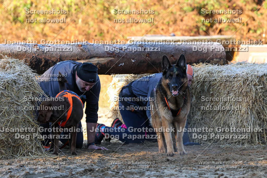 Dog Paparazzi - Strongdog 10-25-650 | Dog Paparazzi Jeanette Grottendiek Fotografie & Videografie - Realisiert mit Pictrs.com