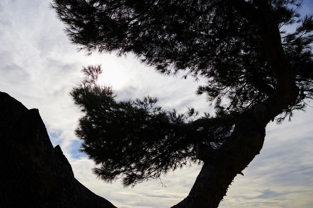 Silhouette Felsen und Baum | Sant Elm , Spanien - December 28, 2013: Silhouette Felsen und Baum. - Realisiert mit Pictrs.com