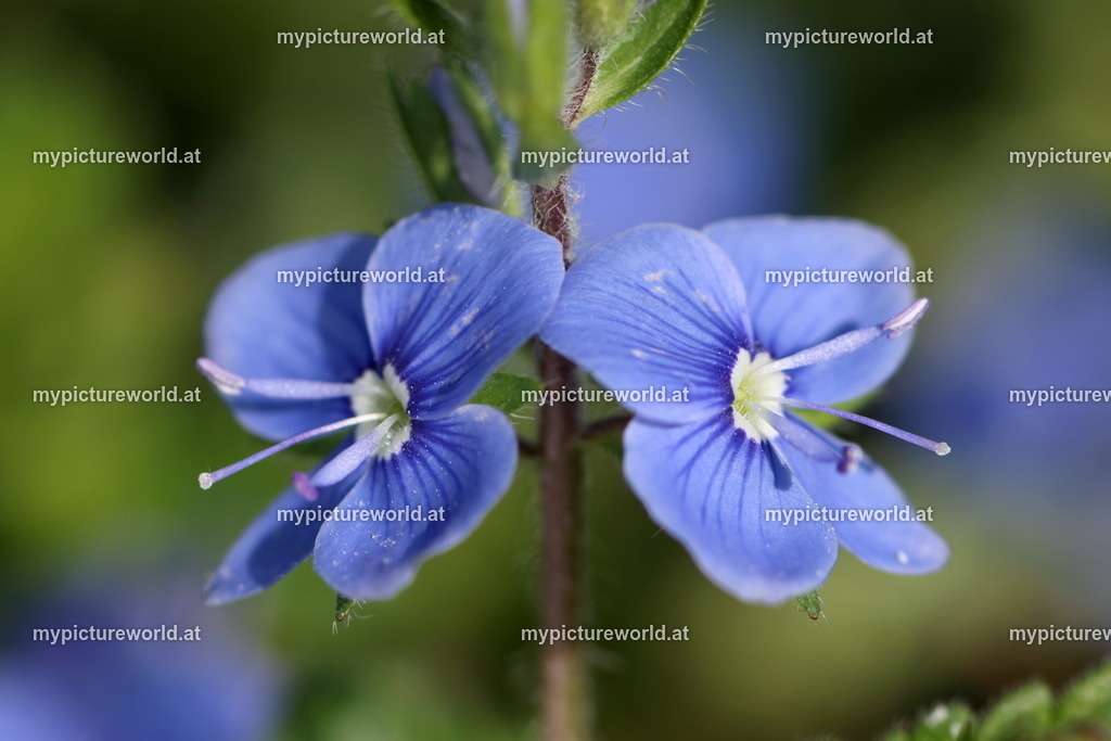 Gamander-Ehrenpreis-008 | Das Bilderarchiv über Tiere, Planzen und Landschaften. In der Bilddatenbank finden Sie ein große Auswahl an hochwertigen Bilder für Ihre Werbung - Realisiert mit Pictrs.com