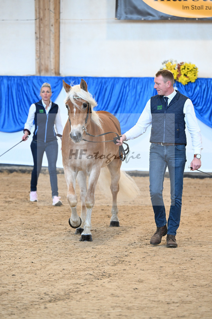 Kat-Nr. 2 nn v. Belantis_Haflingergestuet Meura_48250786 | hf-fotografie - Realisiert mit Pictrs.com