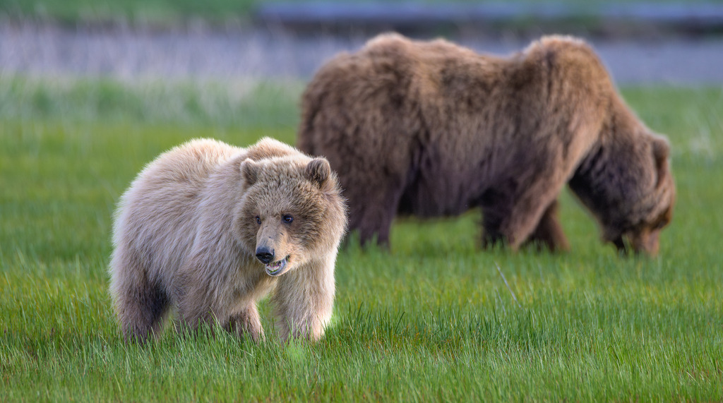 2025-466 | Braunbärin mit einem Jungtier im Katmai National Park. - Realisiert mit Pictrs.com