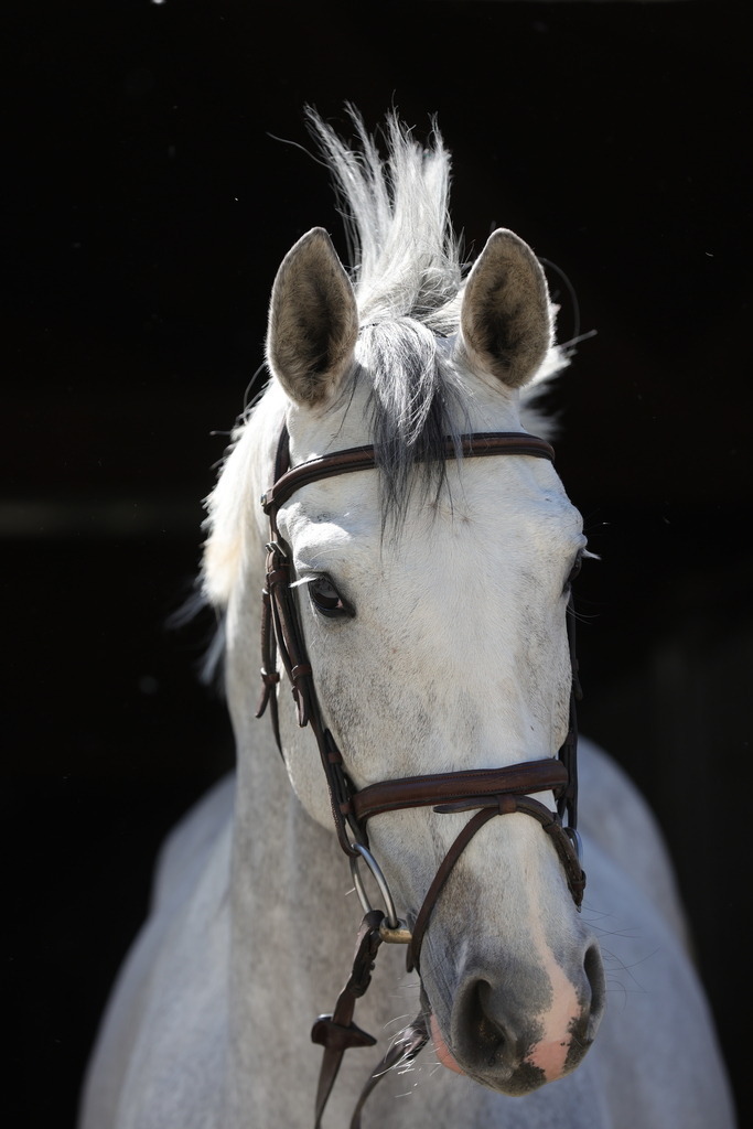 0P6A8889 | Willkommen bei Brunnmayr - Design & Fotografie – Ihrem Spezialisten für Reitturniere und Pferdeveranstaltungen in Oberösterreich, Salzburg und Bayern! Seit über 17 Jahren sind wir leidenschaftlich dabei.