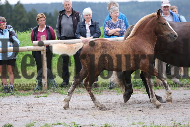 Fohlenprämierung_Sankt-Märgen_2024_KN_23_Don (55) | Alle Fotos der Reiterjournal Fotografin Doris Matthaes im Reiterjournal Online-Fotoshop. - Realisiert mit Pictrs.com