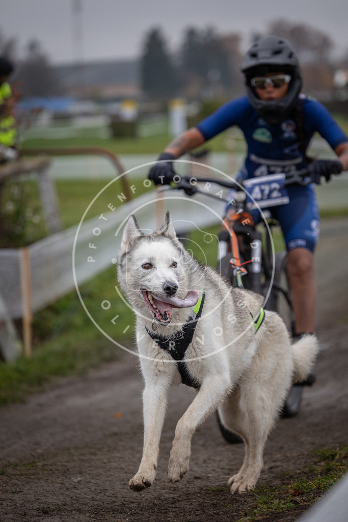 CaniXpix_0L8A1739 | Hundefotografie, Tierfotograf, Pfotenfotografie, Fotoshooting Hund, Hunde Portrait, Hundesport, Hundeportraits, Heideshooting, Hunde, Sportfotograf, Hundefotograf, Turnierhundsport, THS,  - Realisiert mit Pictrs.com