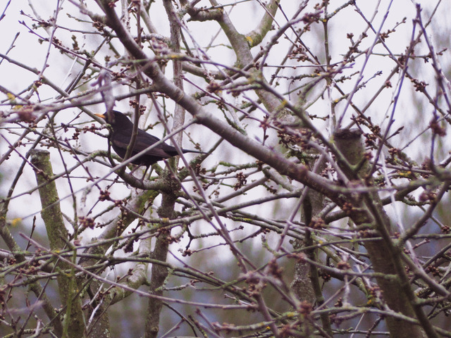 Amsel im Baum mit Knospen | Verkauf von Fotos und  Videoclips zumThema Natur.Motive sind Pflanzen, Tiere, Landschaftenund Wetter - Realisiert mit Pictrs.com