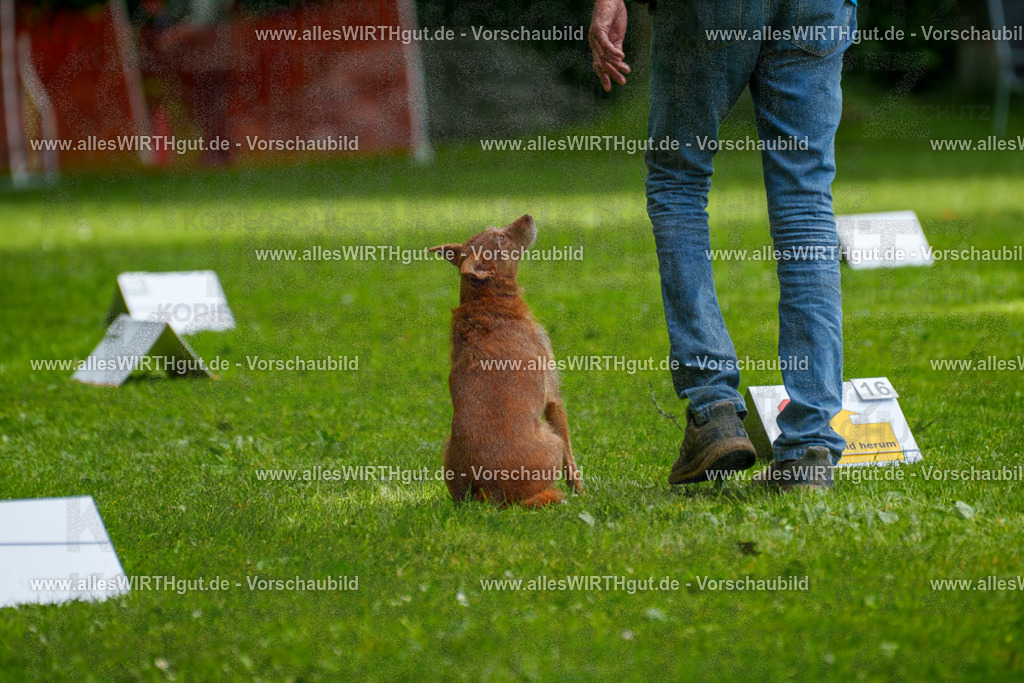 @allesWIRTHgut_Tierfotografie - www.allesWIRTHgut.de - 7R504232 | Professionelle Tierfotografie in Mönchengladbach von Daniel Wirth (allesWIRTHgut). Liebevolle & natürliche Bilder von Hunden & Katzen für unvergessliche Erinnerungen.