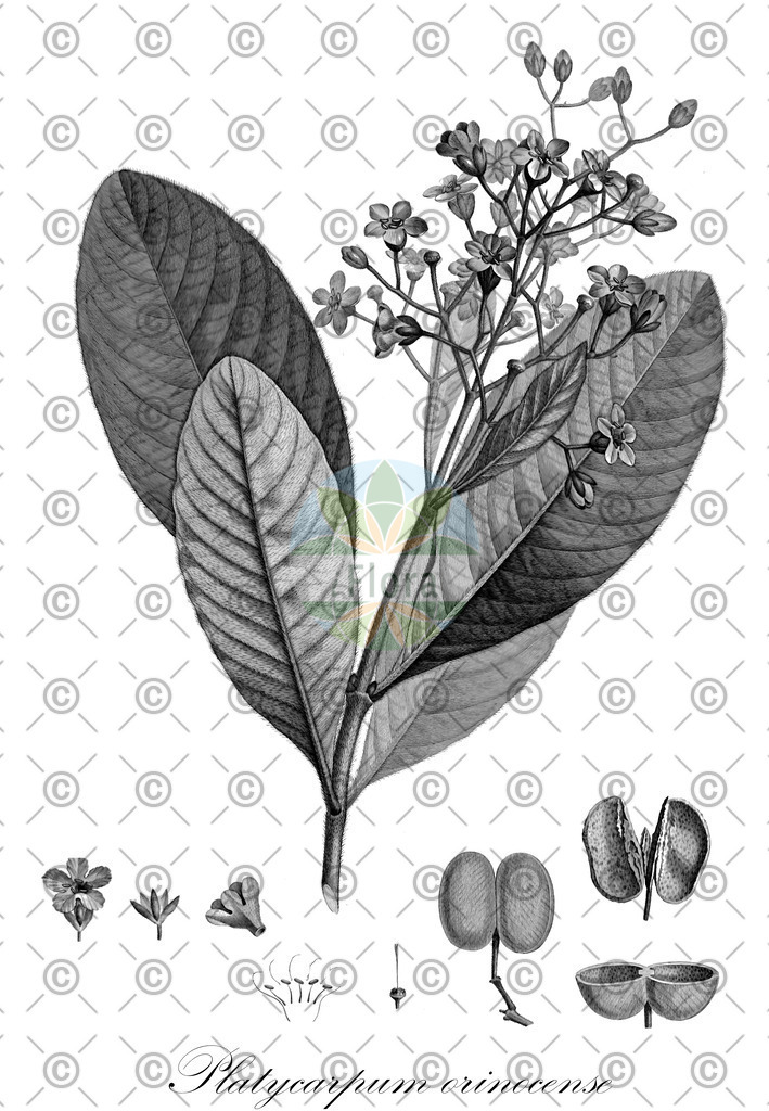 HistAbb_wfo-0001067482_1_ENZY_Simple | Historische Abbildung von Platycarpum orinocense - Rubiaceae | Historical Illustration of Platycarpum orinocense - Rubiaceae