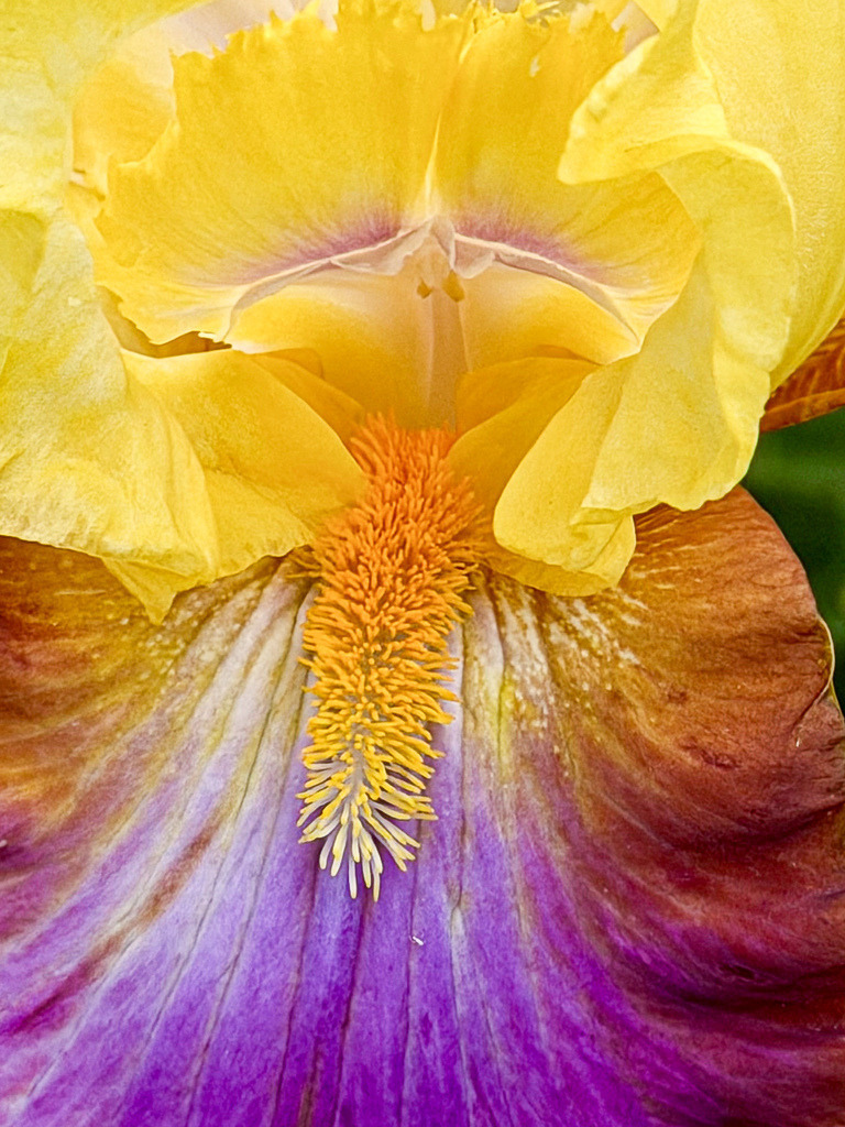 Wandbild Schwertlilie Gold: Premium Poster Iris Blüte Natur Modern | Bringen Sie ein farbintensives und luxuriöses Highlight an Ihre Wände mit diesem exklusiven Fotokunst-Wandbild. Die meisterhafte Makroaufnahme zeigt eine majestätische Schwertlilie (Iris) in strahlendem Goldgelb. Das Zentrum der Blüte fasziniert durch ein feuriges Zusammenspiel aus warmen Orange- und tiefen Violetttönen, das an eine lodernde Flamme erinnert. Jede feine Faser und die samtige Textur der Blütenblätter werden in brillanter Detailschärfe wiedergegeben. Dieses ausdrucksstarke Kunstwerk eignet sich hervorragend als hochwertiges Poster, edle Leinwand oder modernes Alu-Dibond, um Wohnzimmer, Schlafzimmer, Flure oder exklusive Geschäftsräume stilvoll aufzuwerten. Wählen Sie jetzt Ihre Wunschgröße und bestellen Sie dieses florale Meisterwerk direkt über meinen Pictrs-Shop! - Realisiert mit Pictrs.com