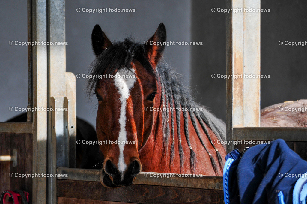 Linz_ Bauernhof_ 11.04.2025-47 | 11.04.2025, LINZ, AUT, Landwirtschaft, Bauernhof, im Bild Pferd, Pferde, Stute, Hengst, Fohlen, Ranch, Weide, Hof, Wiese, Stall, Nutztier, Tier, Tiere, Nutztiere, Freilandhaltung