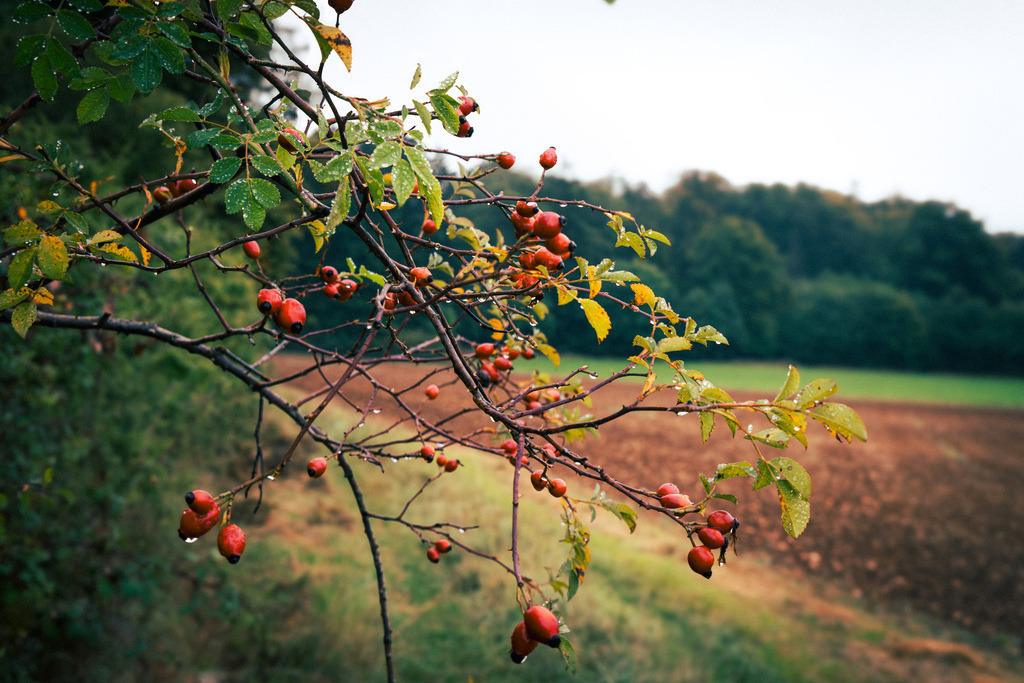Herbstlich feuchte Hagebutten am Waldrand, Wildrose am Feldrand | Das Bild zeigt einen feuchten Ast einer Wildrose (oft als Hundsrose oder Heckenrose bezeichnet) mit leuchtend roten Hagebutten und gefiederten Blättern an einem Feldrand.Zu sehen sind dünne, braune Zweige mit Wassertropfen, kleine grüne Blätter und ovale, herabhängende rote Früchte (Hagebutten).Bedeutung: Hagebutten sind wertvolle Nahrungsquellen für Vögel und Insekten und reifen im Spätsommer - Realisiert mit Pictrs.com