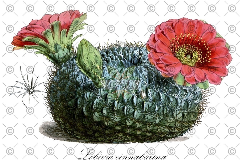 HistAbb_EMP_14577_5_FloraD_Simple | Historische Abbildung von Lobivia cinnabarina - Cactaceae | Historical Illustration of Lobivia cinnabarina - Cactaceae