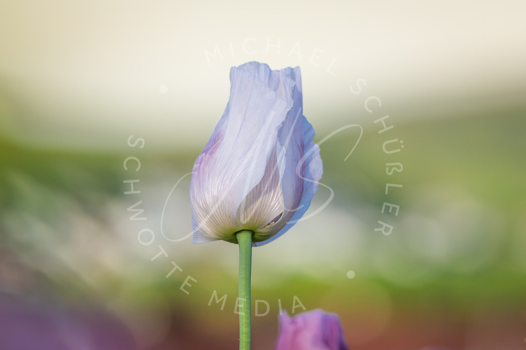 2025-05-20 2025-05-20 Erlenbacher Oelmuehle Mohnblumen 206 | Schwotte Media - Realisiert mit Pictrs.com