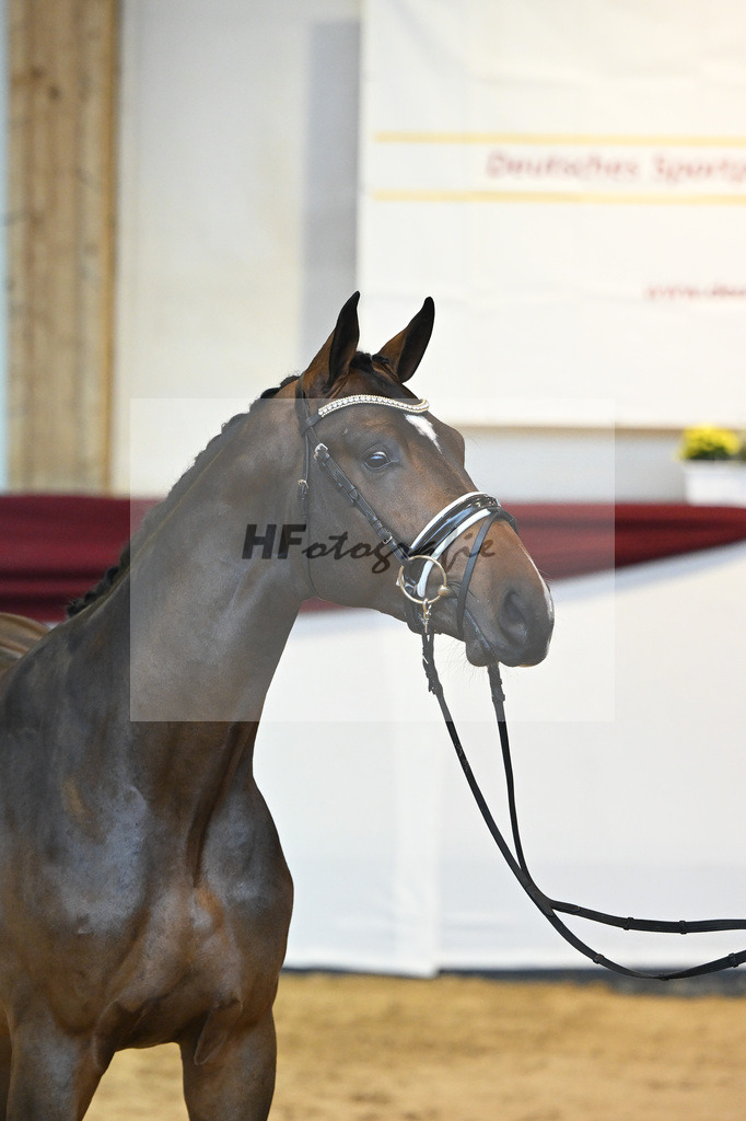 Kat-Nr. 63 v. Quineiro_Schuster_66221466 | hf-fotografie - Realisiert mit Pictrs.com