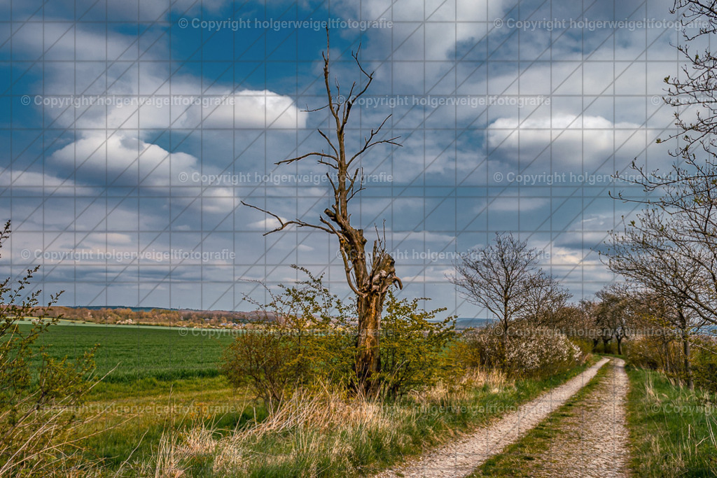 Der alte Baum | Kaufen sie online außergewöhnliche Fotografien auf Leinwand Acrylglas Fotoprint Aludibond von holgerweigeltfotografie - Realized with Pictrs.com